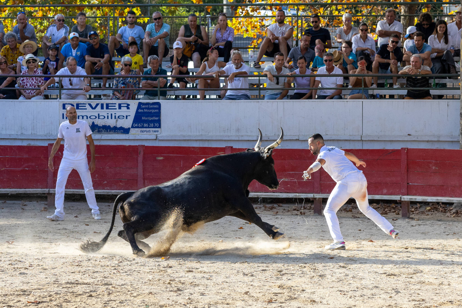 Sur la piste, le taureau est roi