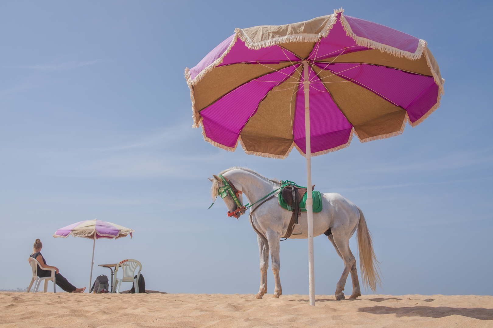 photo du cheval dans le desert