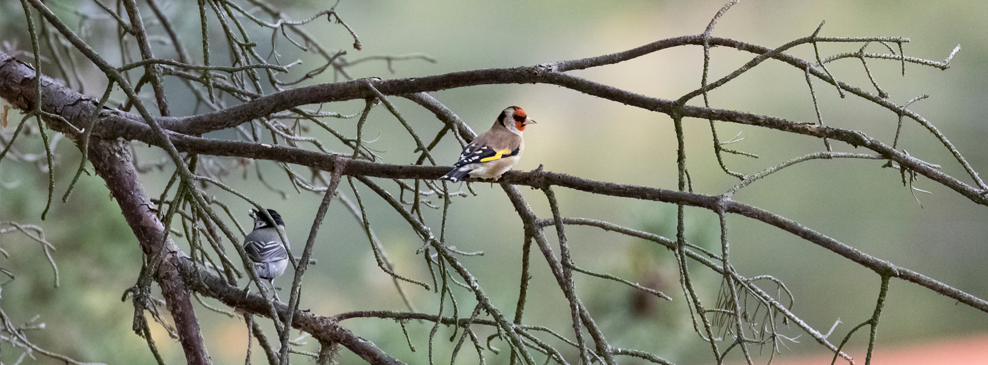 Oiseau