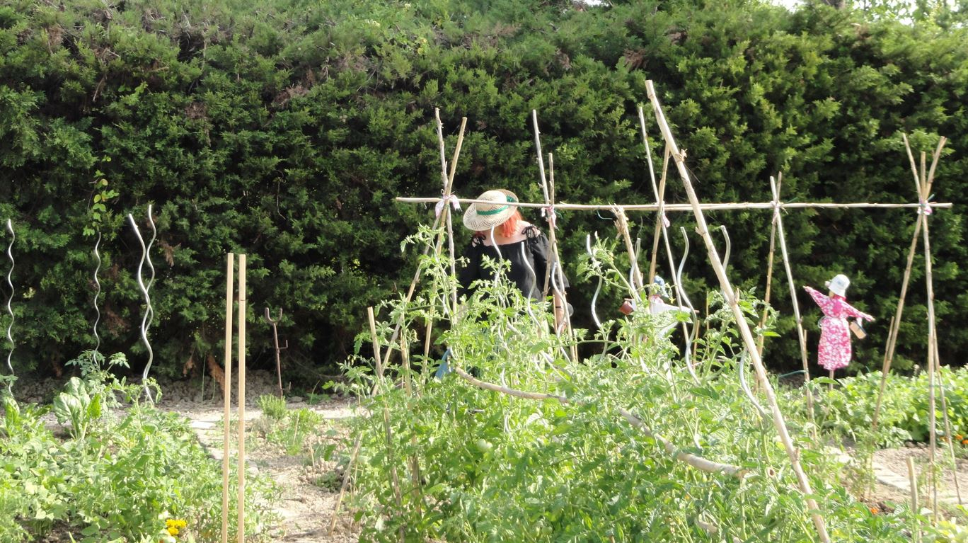 Photo de jardin partagé avec une dame dans les cultures