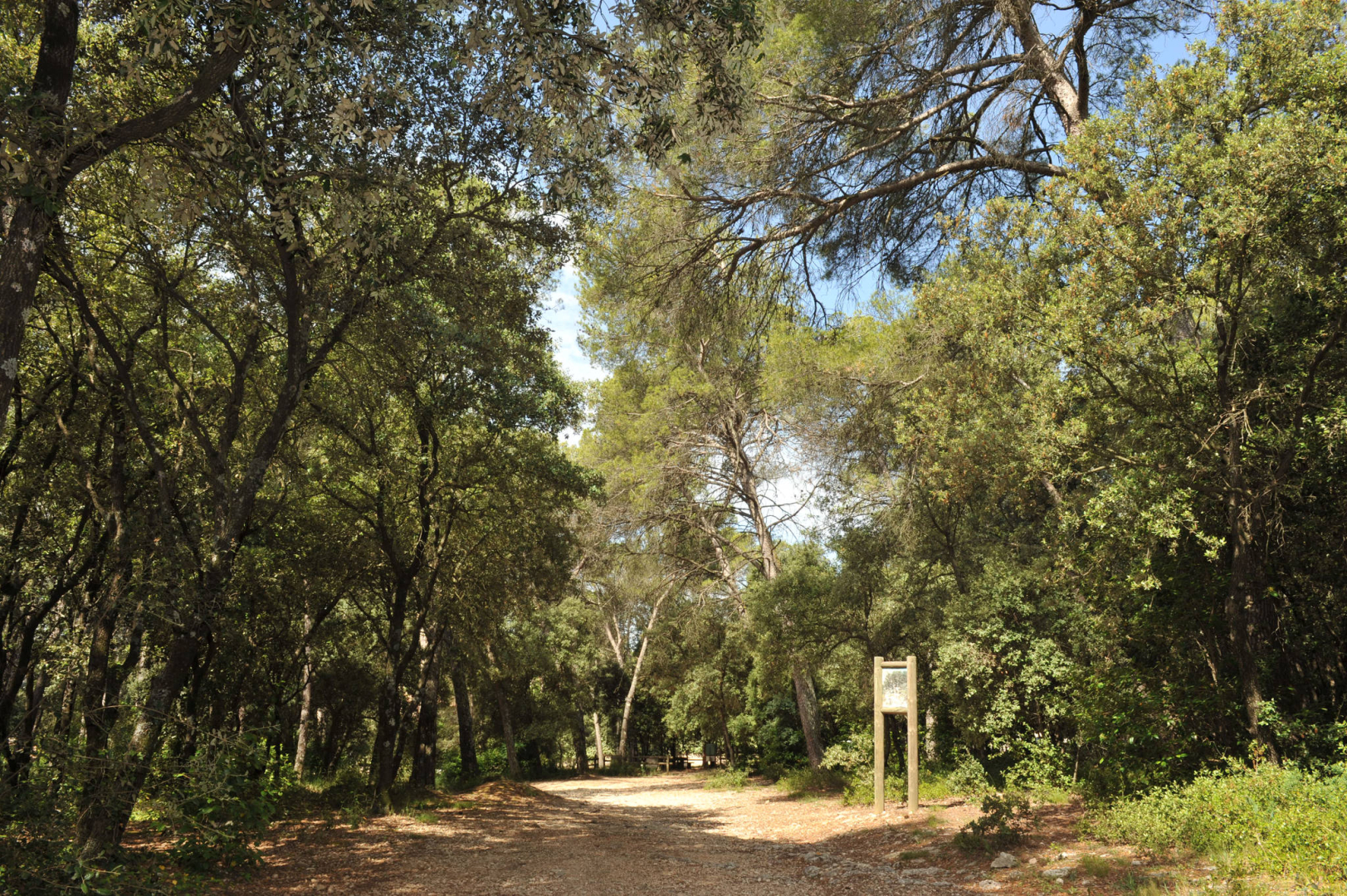 Chemin forestier