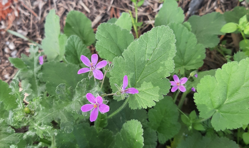 fleur