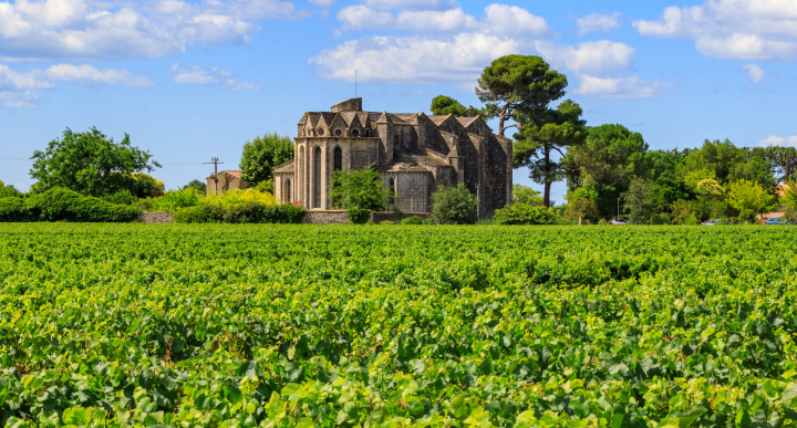 vignes 