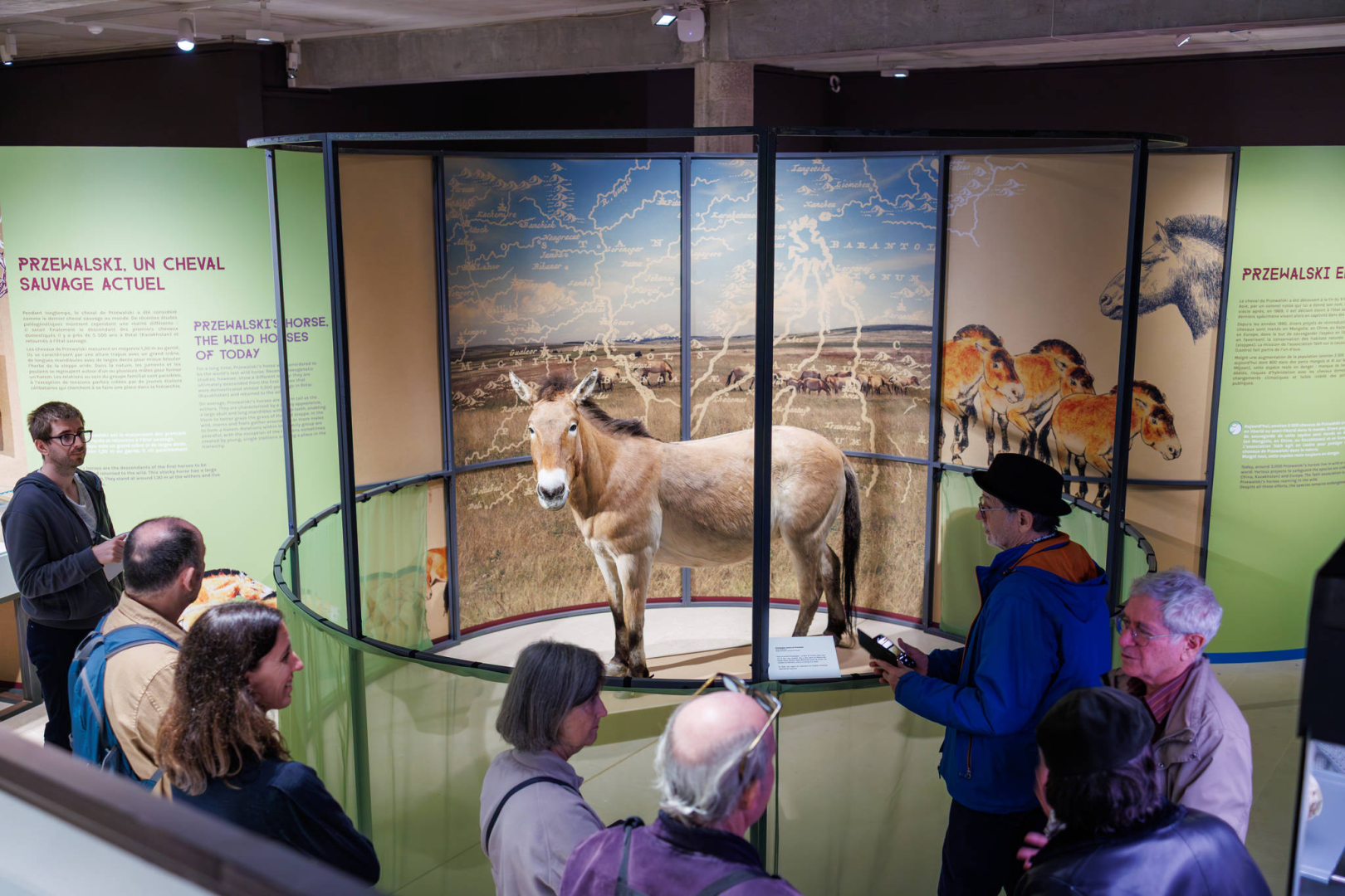 La jument de Przewalski