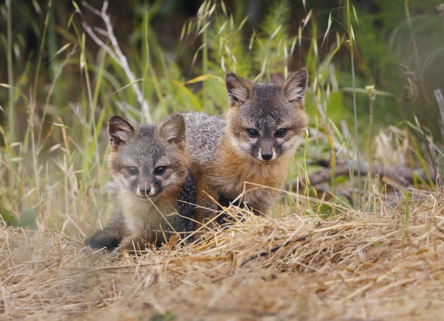 renard