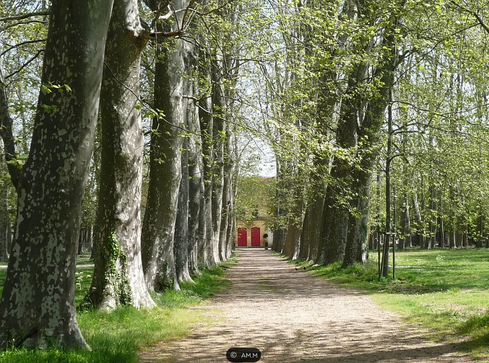 Allées d'arbres