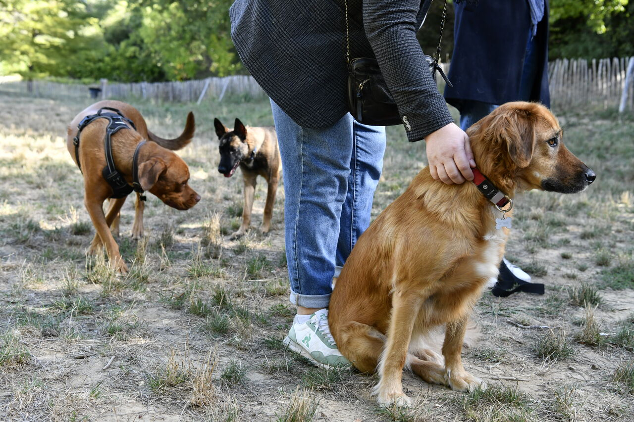 éducation canine
