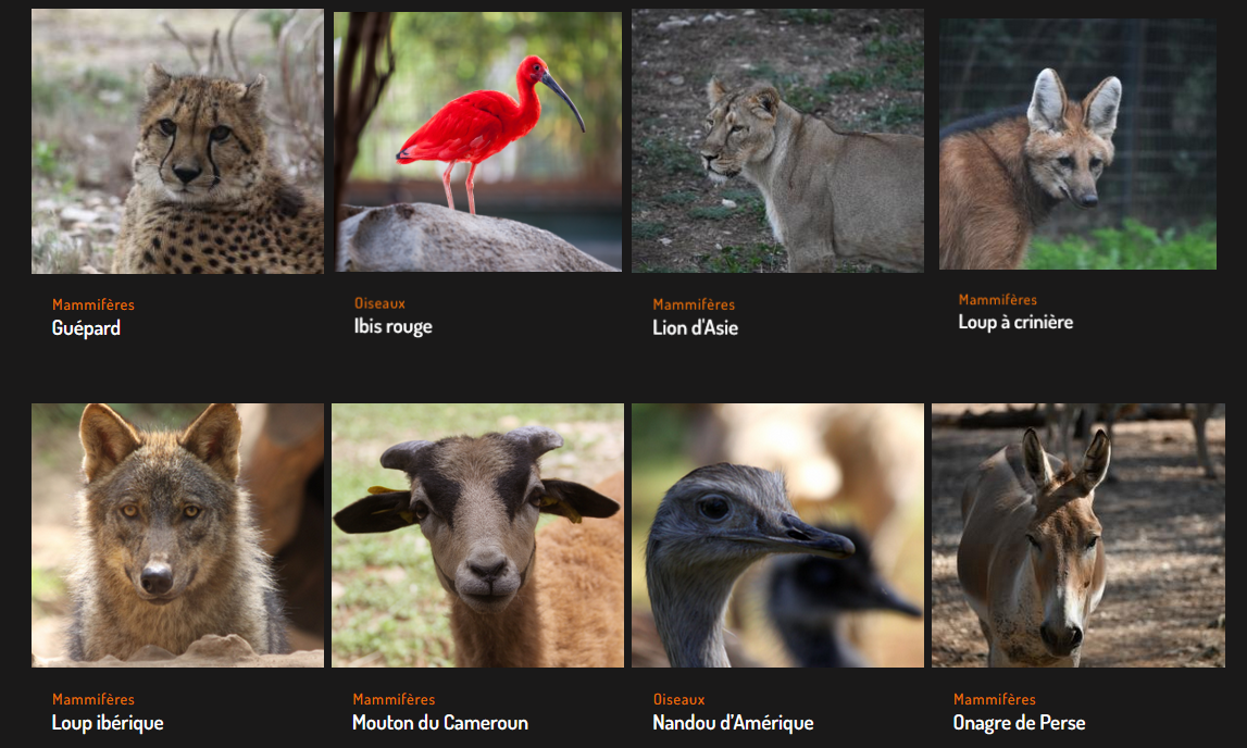 Zoo