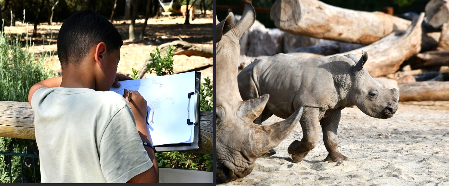 Montage photo, atelier dessin pour enfants et rhinocéros