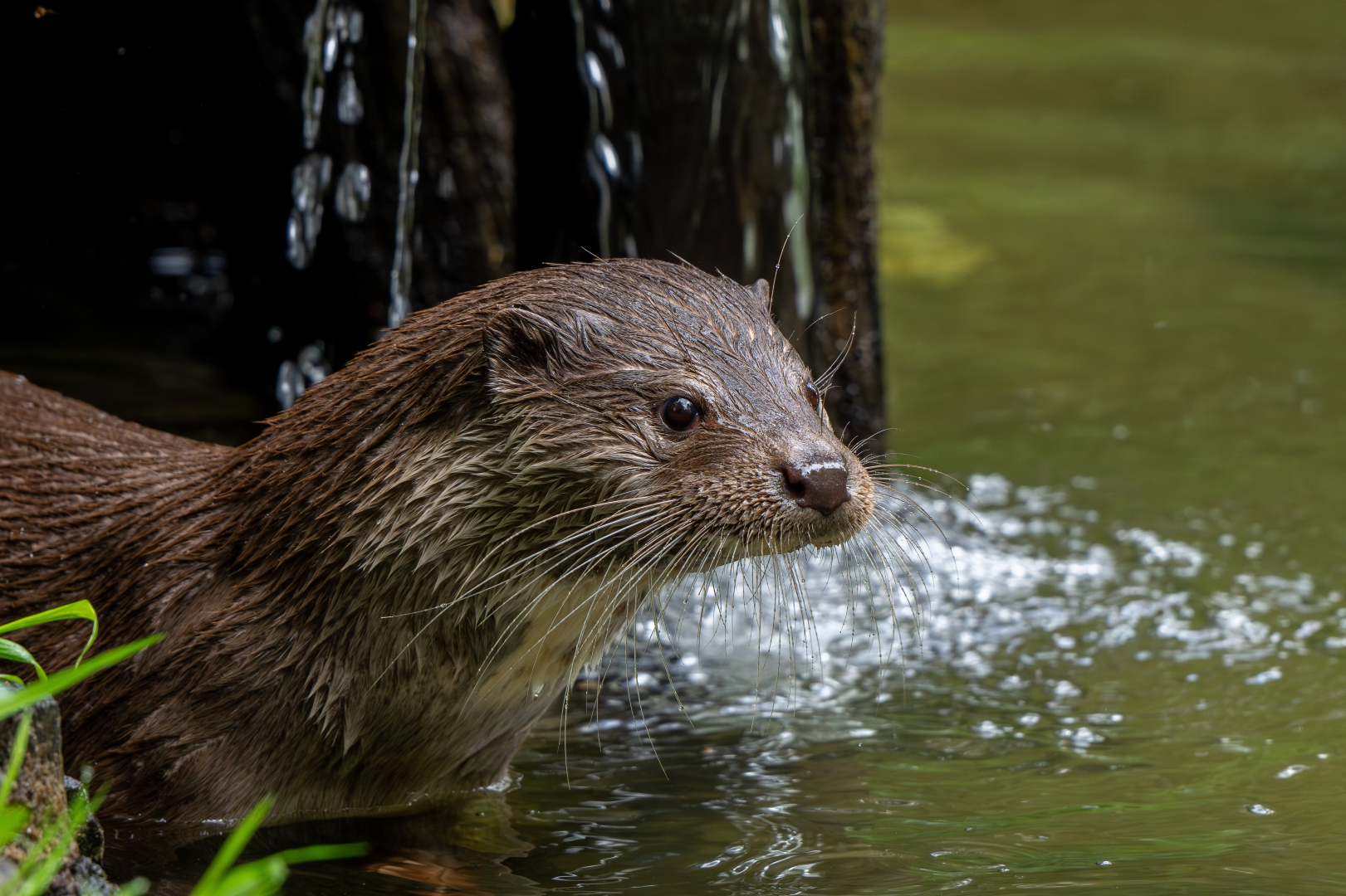 une loutre dans l'eau