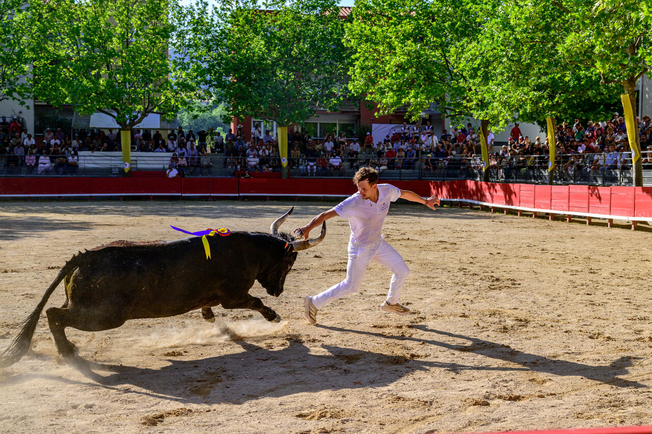 un razeteur dans l'arène 