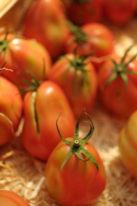 Tomates