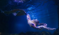 la sirène