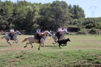 Gardians et vachettes à Vendargues