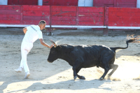 Jeune raseteur dans les Arènes