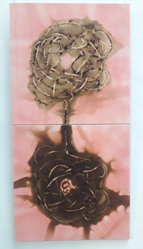 Couple noeuds sauvages, diptyque et entrelacs