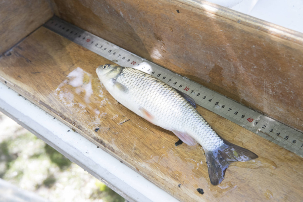On mesure les poissons