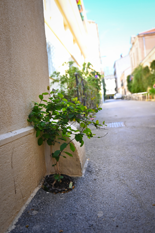Trou pied de mur plante rue 