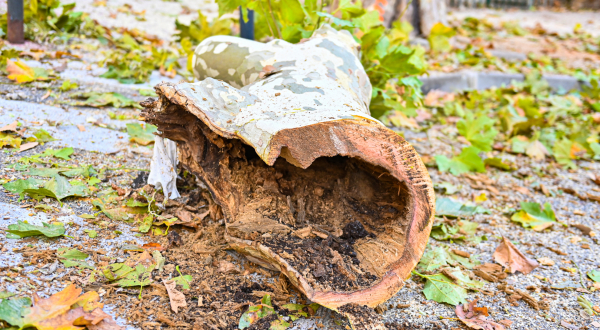 Tronçons de platane creux, rongé par le phellin. 