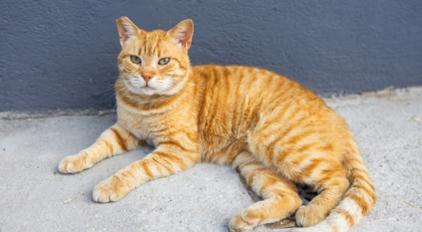 Chat