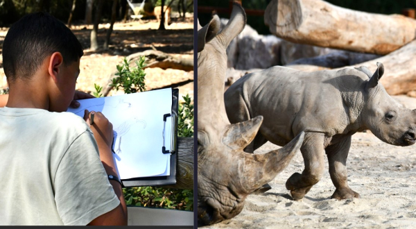 Montage photo, atelier dessin pour enfants et rhinocéros